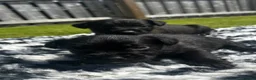 Patterdale Terrier dogs for sale: Patterdale Puppies For Sale - Advert 9