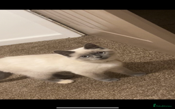 Scottish Fold cats for sale: British Shorthairs For Sale - Image 7