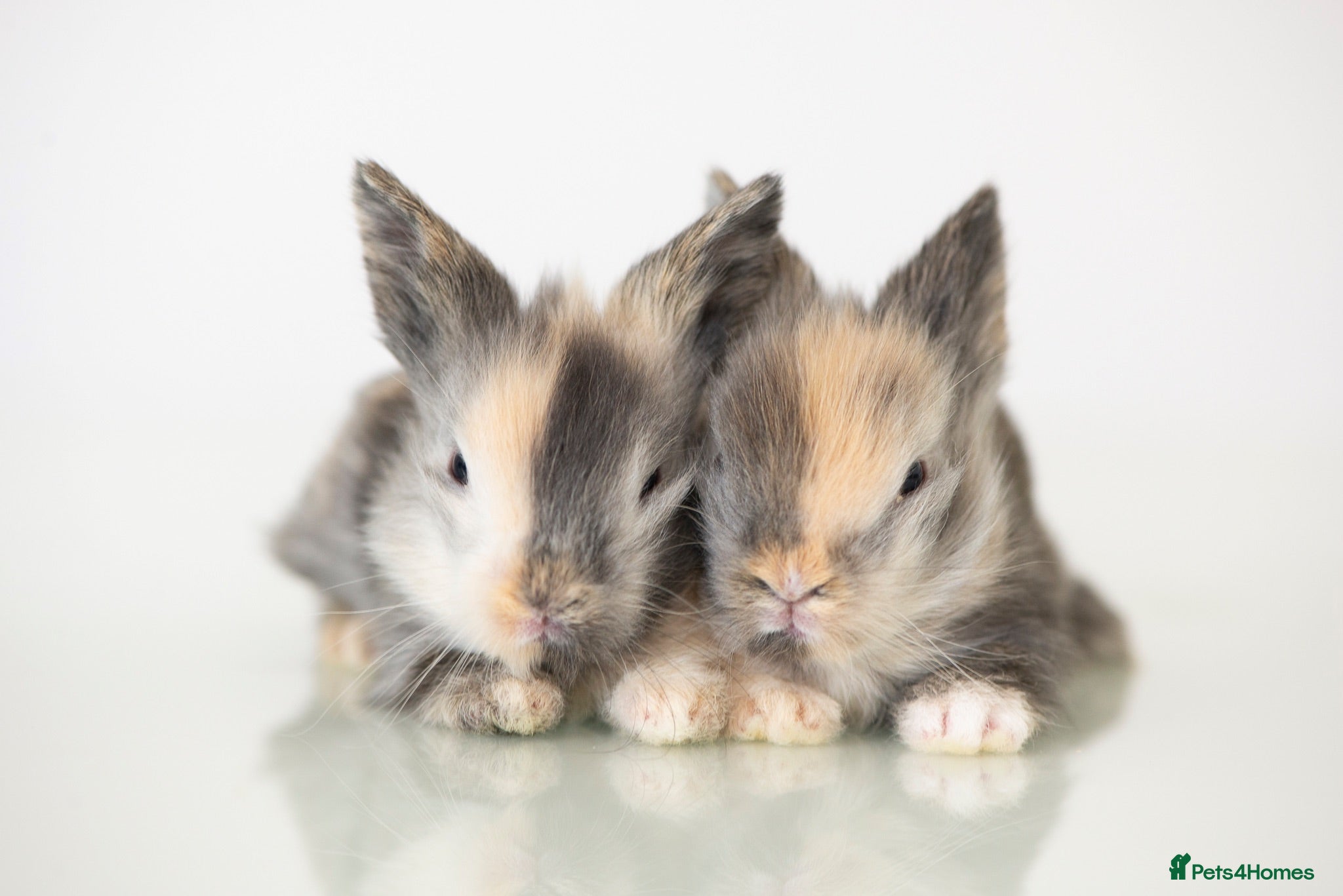 Lionhead rabbits Quality Double-maned Lionhead Rabbits - Advert 3