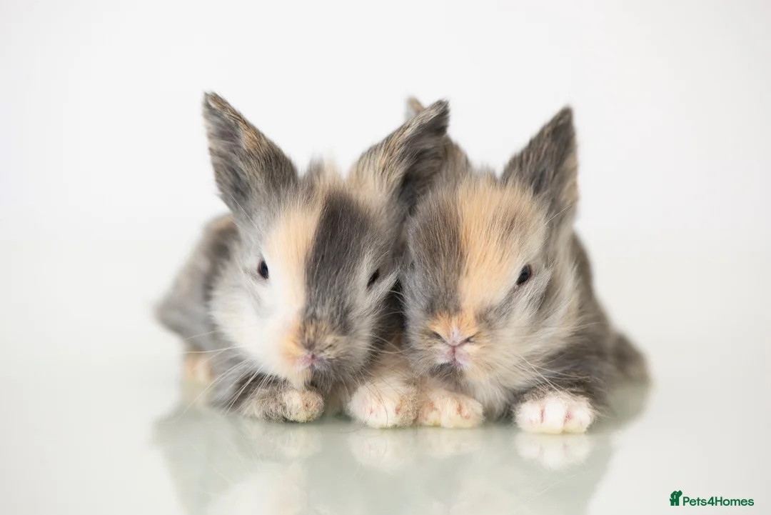 Lionhead rabbits for sale: *Ready Now* Double-maned Lionhead Rabbits 🐰 - Advert 1