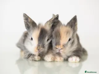 Lionhead rabbits Quality Double-maned Lionhead Rabbits - Advert 3