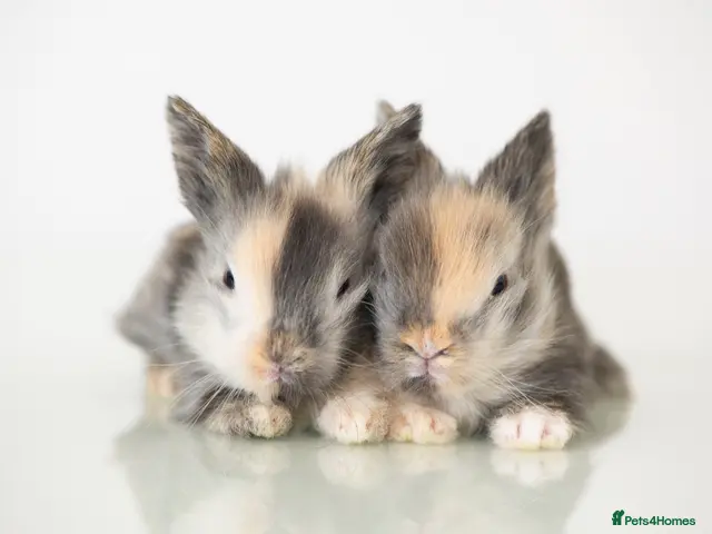 Lionhead rabbits *Ready Now* Double-maned Lionhead Rabbits 🐰 - Advert 2