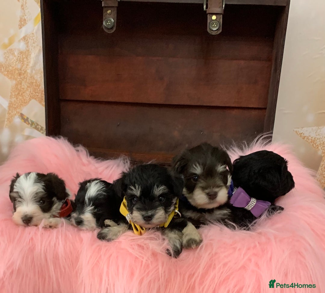 Miniature Schnauzer dogs for sale: 5* LICENSED - KC MINI (TOY) SCHNAUZER CHOCOLATE  - Advert 15