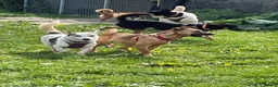 Mixed Breed dogs for adoption: Meet Tulip, currently residing in Surrey in Guildford - Advert 6