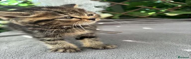 British Shorthair 5