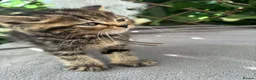 British Shorthair cats for sale:  britishshort x kittens - Advert 23