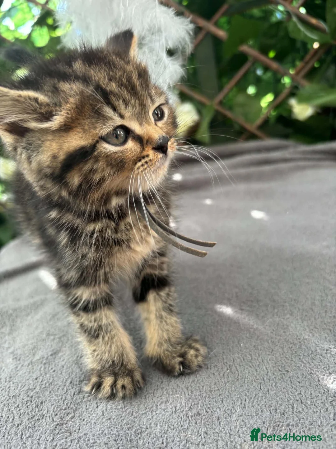 British Shorthair cats for sale:  britishshort x kittens - Advert 23