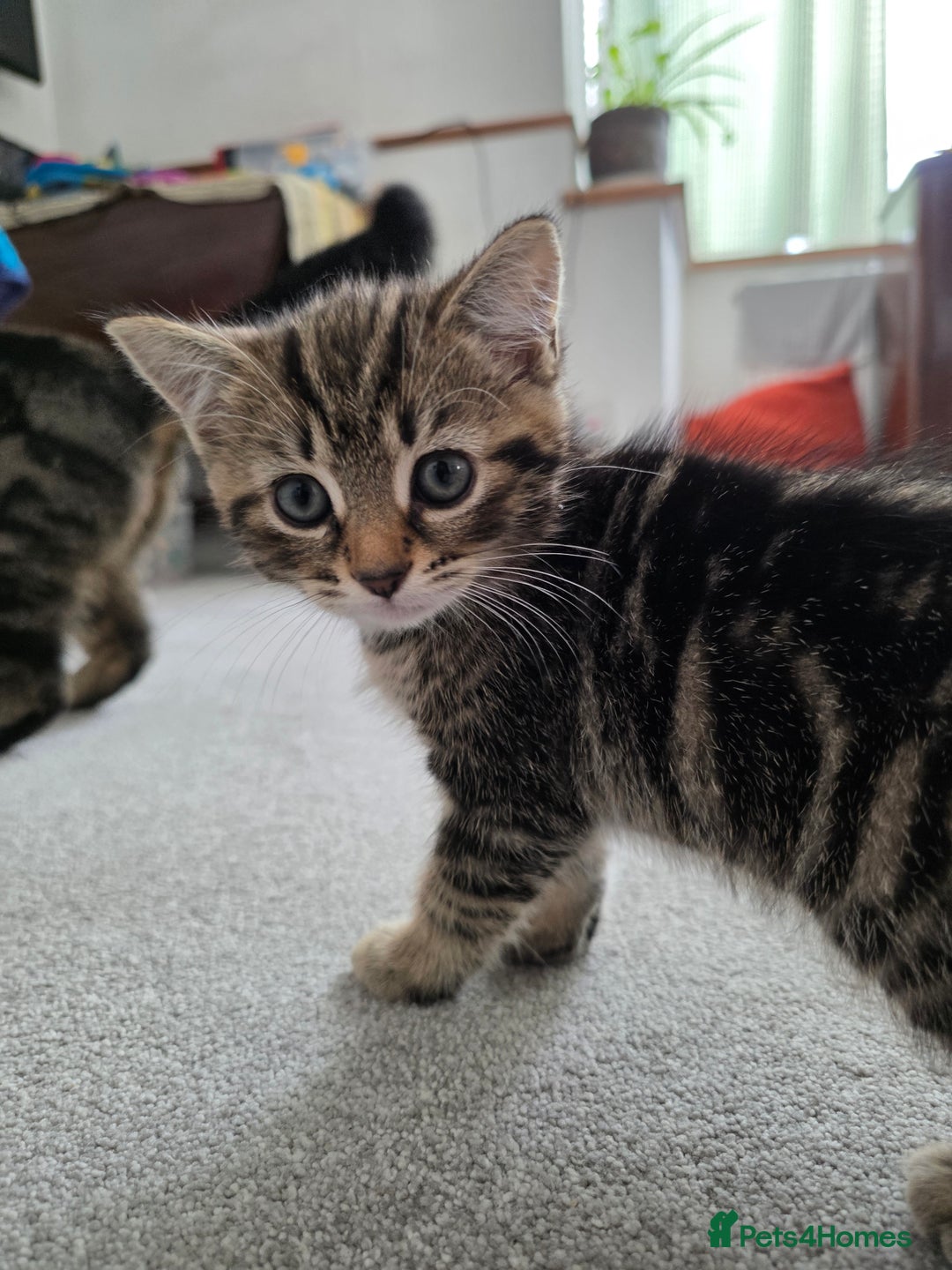 Mixed Breed cats for sale: Kittens - Advert 7