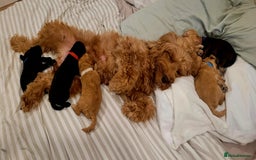 Cockapoo dogs for sale: Adorable Cockerpoo puppies  - Image 7