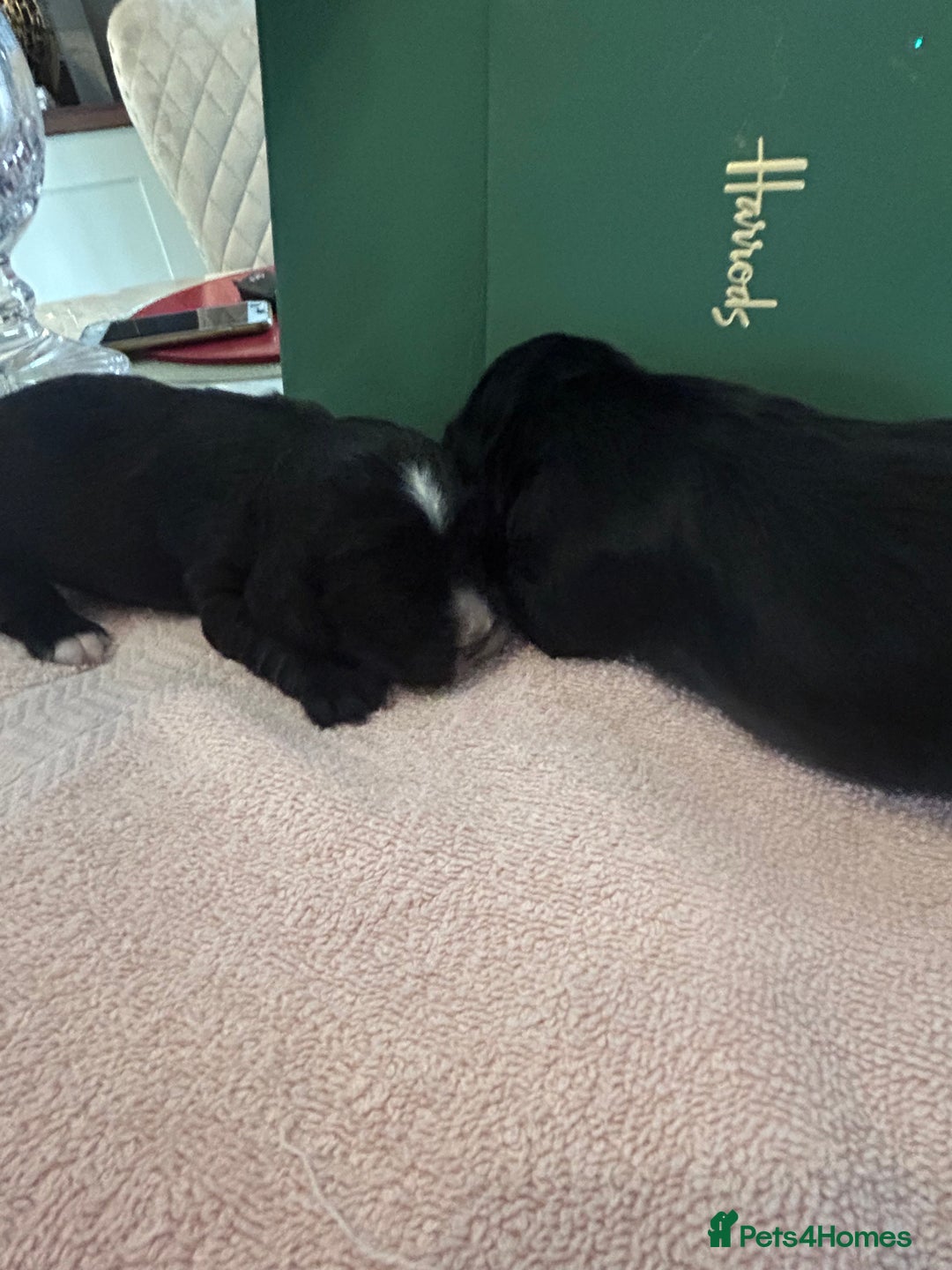 Cocker Spaniel dogs for sale: K C registered Cocker spaniel puppies  - Advert 14