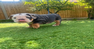 English Bulldog dogs - Advert 1