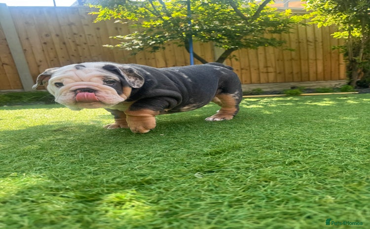 English Bulldog dogs - Advert 10