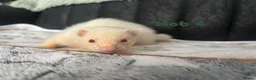 Ferret rodents for sale: 1 full albino hob kit ready july 17 - Advert 8