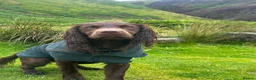 Sprocker dogs for stud: Beautiful chocolate sprocker spaniel for stud! - Advert 9