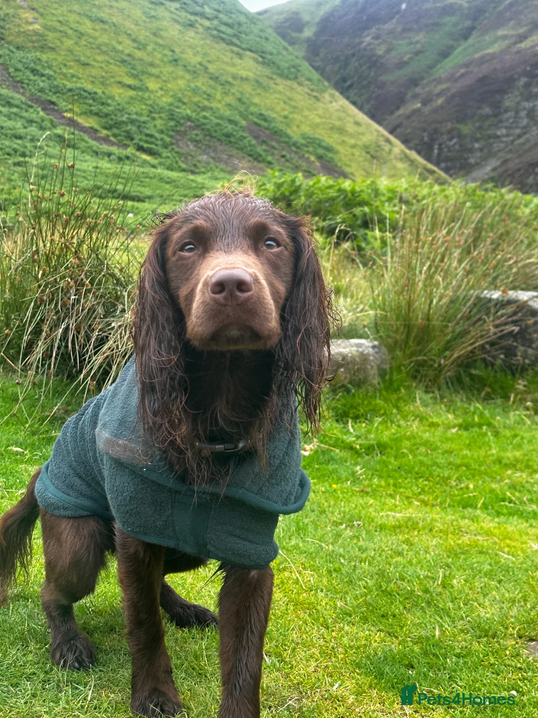 Sprocker dogs for stud: Beautiful chocolate sprocker spaniel for stud! - Advert 9