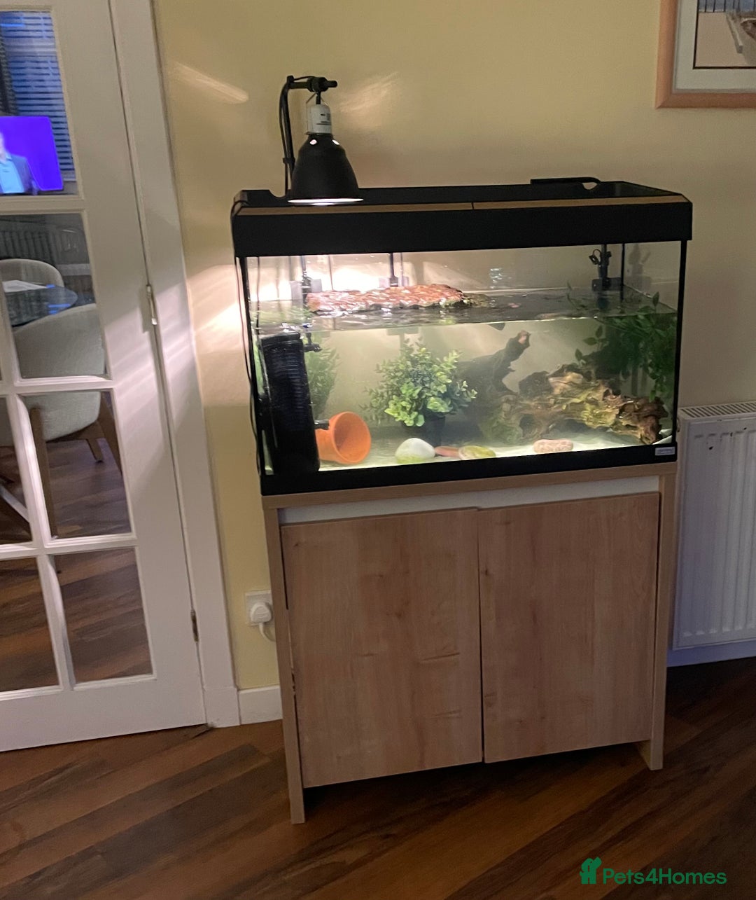 Turtle reptiles for sale: Musk Turtle - Advert 5