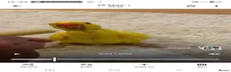 Ringnecks birds for sale: Beautiful ringneck for sale - Advert 7