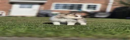 Pomsky dogs for sale: Beautiful F3 Pomsky Puppies - Advert 12