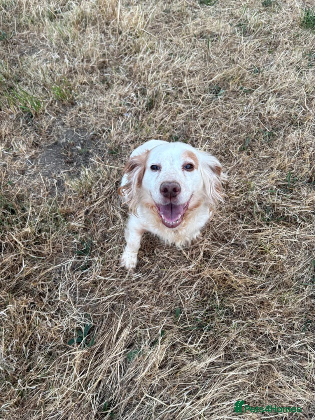 Cocker Spaniel dogs for sale: Tess  - Advert 3