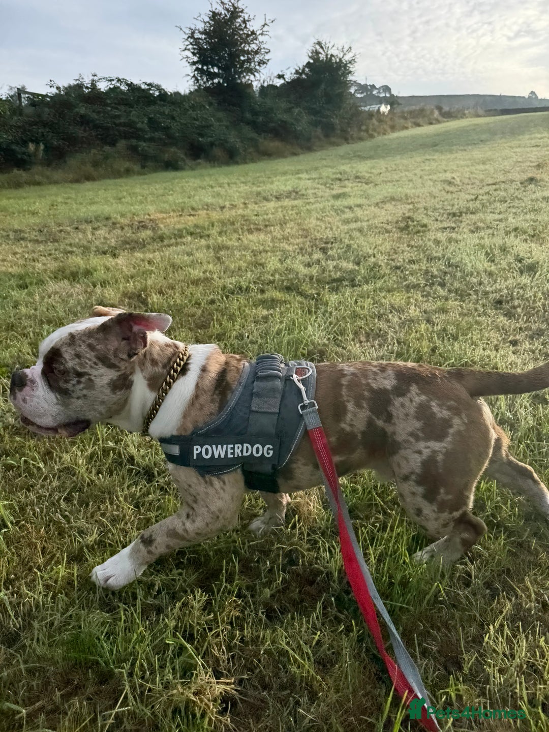 Olde English Bulldogge dogs for stud: OEB 🐶⭐️DEL~BOY ⭐️🐶 First time Stud  - Image 32