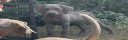 Weimaraner dogs for sale: Handsome male KC Registered Weimaraner pups  - Advert 5