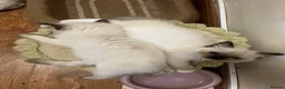 Ragdoll cats for sale: 5 😻 beautiful pure ragdoll Kittens  - Advert 13
