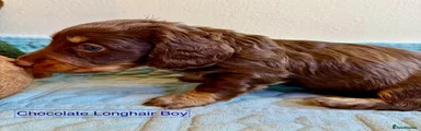 Miniature Dachshund  4