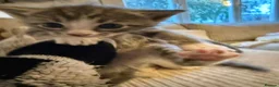 Mixed Breed cats for sale: Five mixed breed - Advert 11
