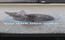 Mixed Breed cats for sale: Beauitful kittens looking for there forever home - Image 3