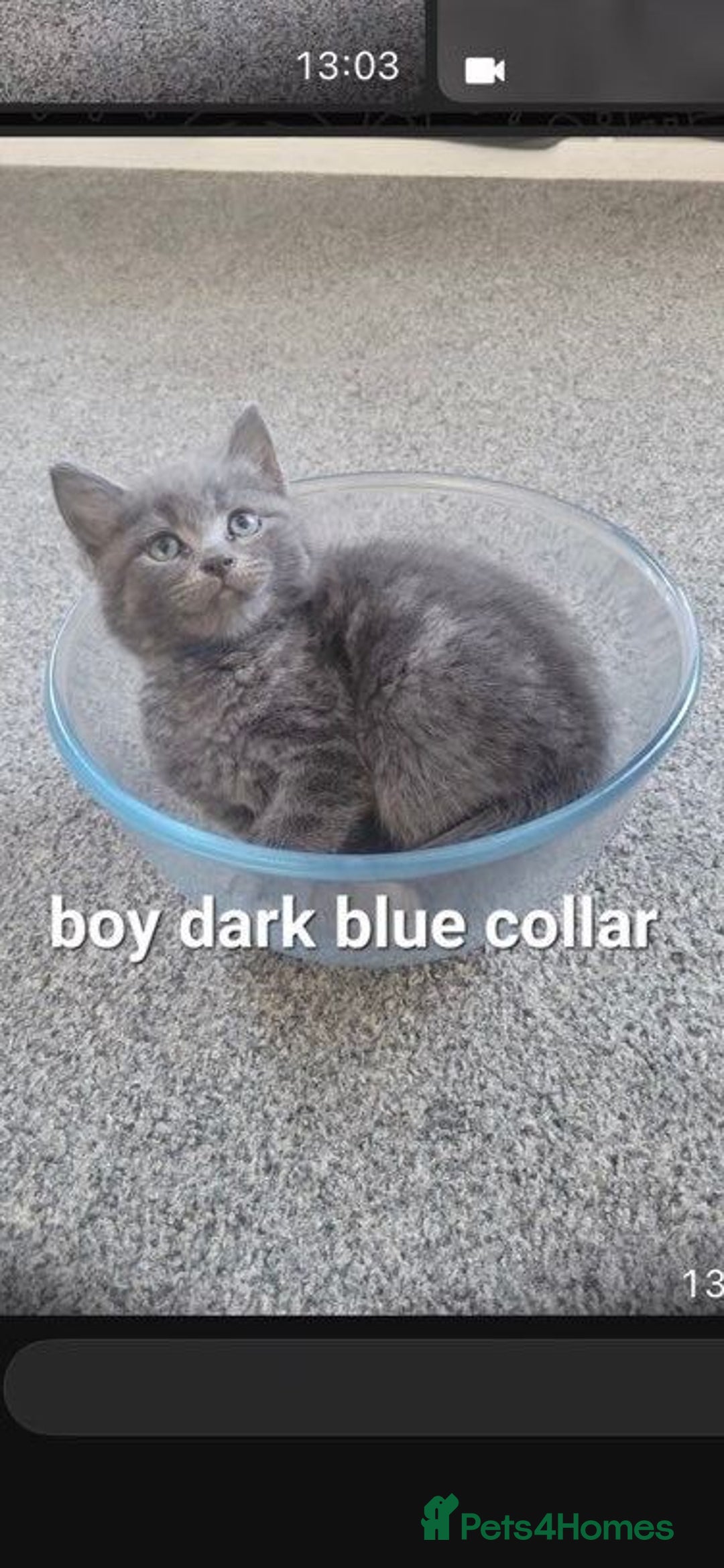 Mixed Breed cats for sale: Beauitful kittens looking for there forever home - Image 3