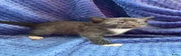 Maine Coon cats for sale: Mainecoon x  - Advert 12