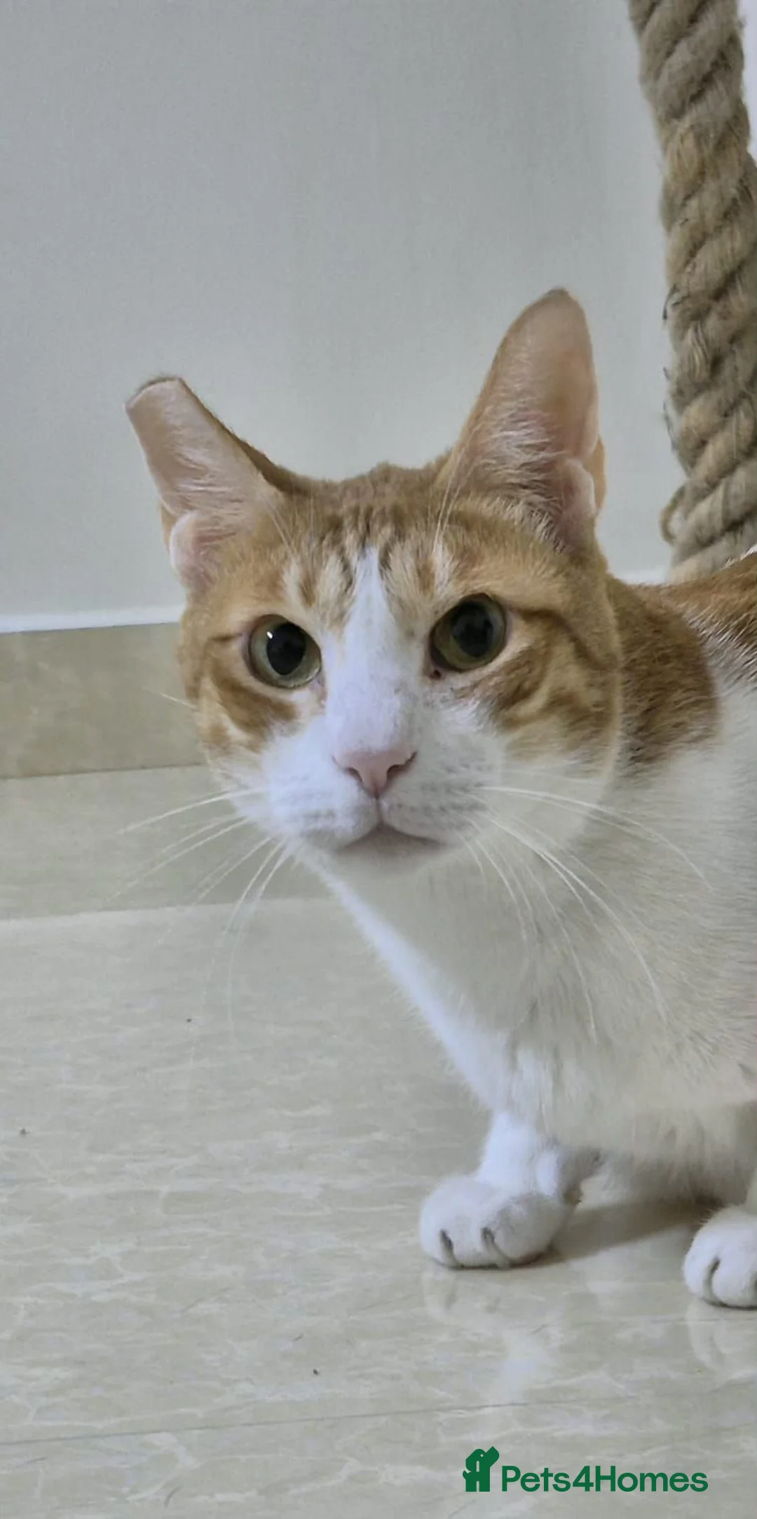 Arabian Mau cats for adoption: Timbit - Advert 1
