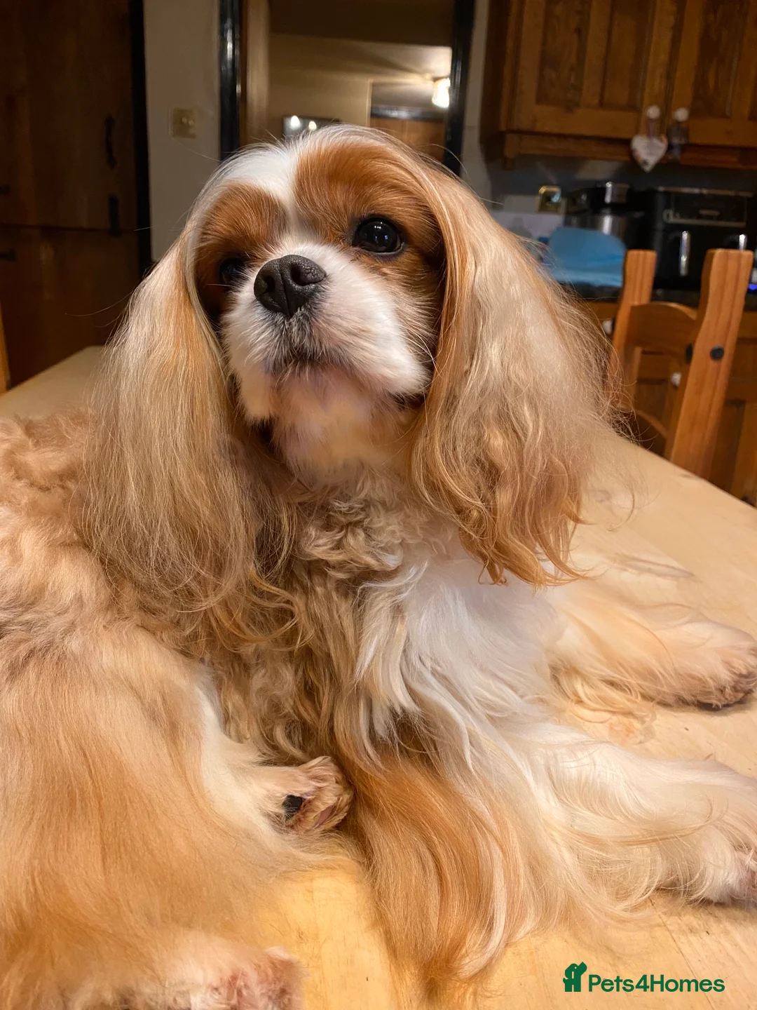 Cavalier King Charles Spaniel dogs for stud: Stunning Cavalier Stud, Elite Import. in Market Drayton - Advert 3