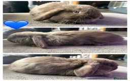 Mini Lop rabbits for sale: 💙🩷Beautiful Mini Lops🩷💙 - Image 3