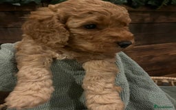 Cockapoo dogs for sale: Cockapoo F1B puppies - Advert 8