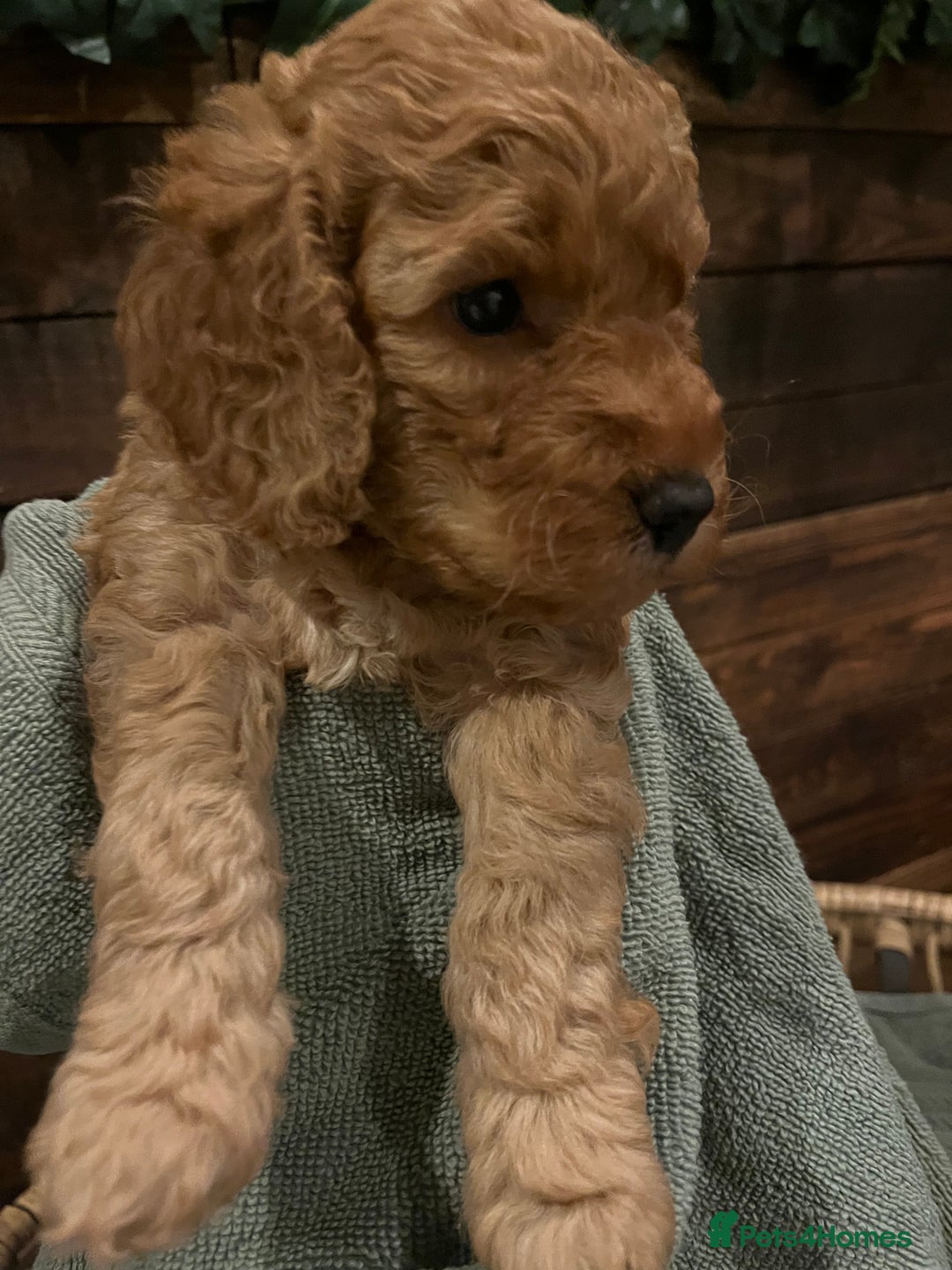 Cockapoo dogs for sale: Cockapoo F1B puppies - Advert 8