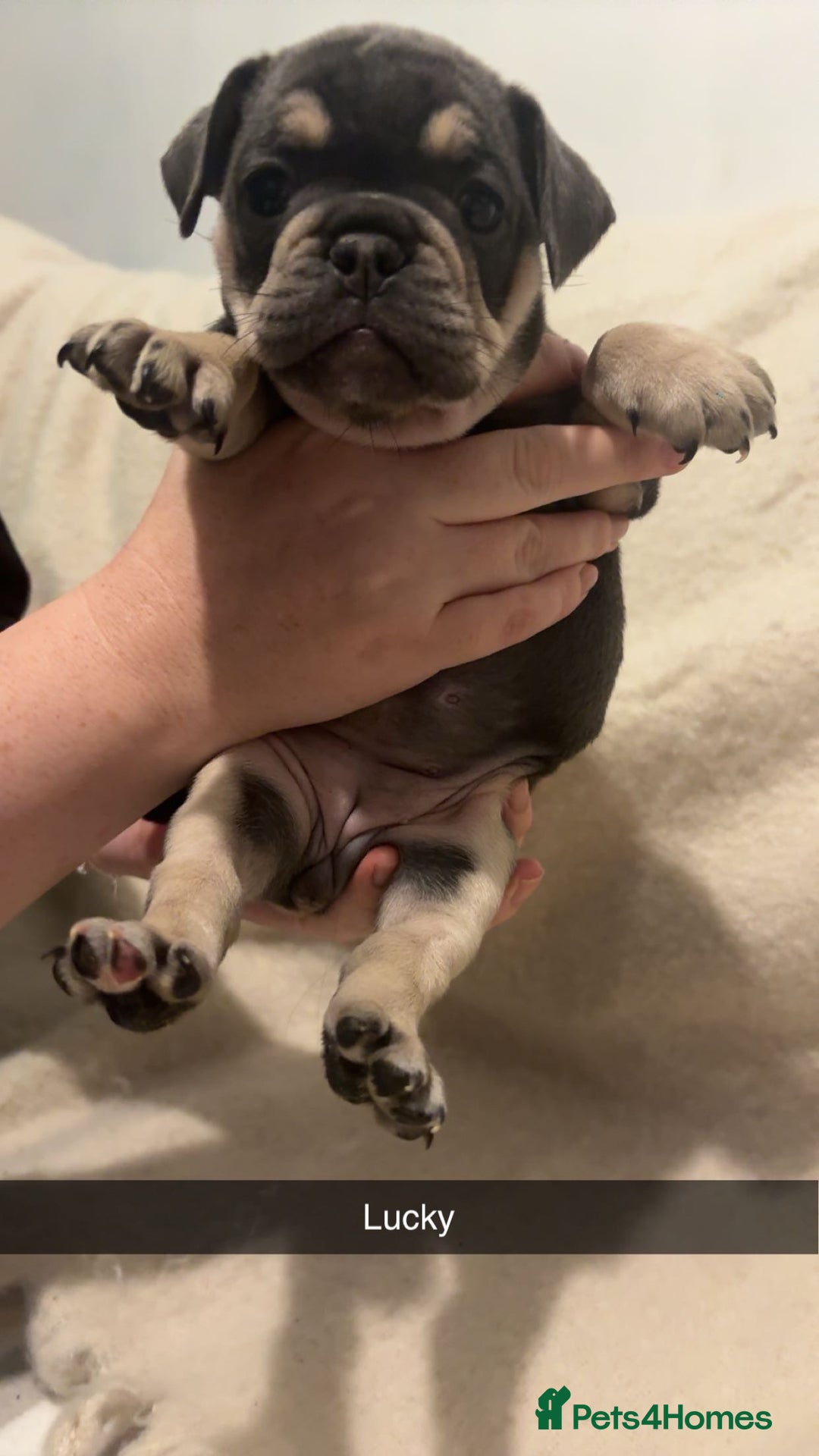 Mixed Breed dogs for sale: French/English bulldogs puppies  - Advert 7