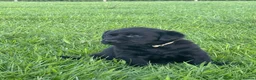 Labrador Retriever dogs for sale: 8 Labrador puppies for sale - Advert 14
