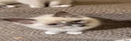 Ragdoll cats for sale: Ragdoll kittens for sale  - Advert 10