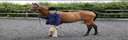 Other Breed horses for sale: Looking for new 🏠 - Advert 3