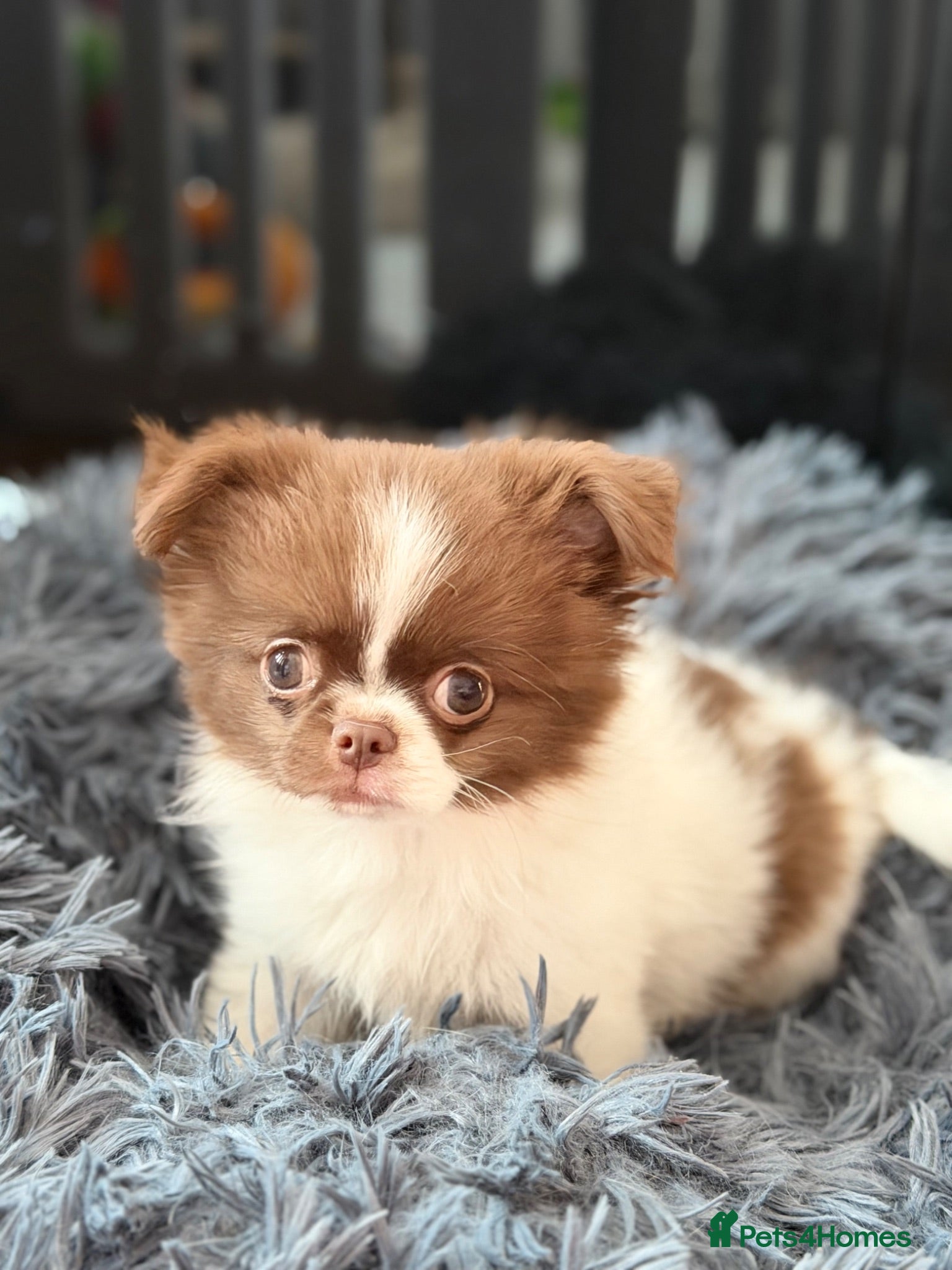 Chihuahua dogs KC registered long coat chihuahua boy  - Advert 1