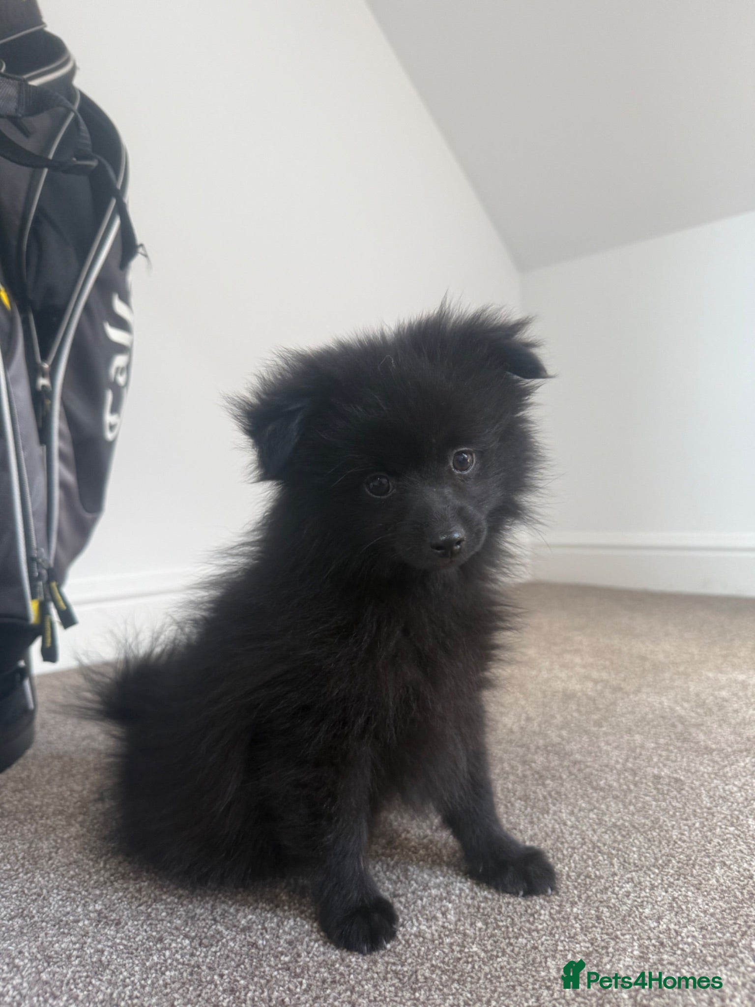 Pomeranian dogs Tiny Russian Pomeranian Puppies  - Advert 2