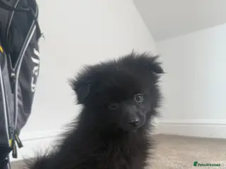 Pomeranian dogs Tiny Russian Pomeranian Puppies - Advert 2