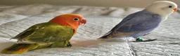 Lovebirds birds for sale: Lovebirds for sale handreared and pair  - Advert 2