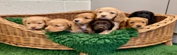 Cocker Spaniel dogs for sale: Cocker Spaniel puppies  - Advert 12
