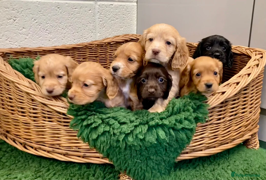 Cocker Spaniel dogs for sale: Cocker Spaniel puppies  - Advert 12