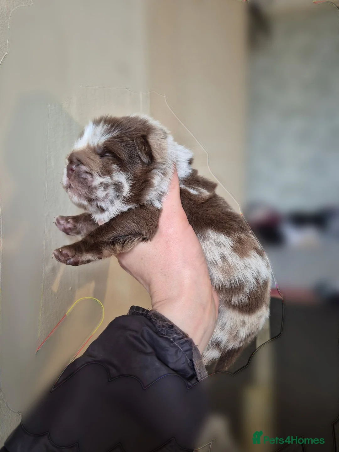 Mixed Breed dogs for sale: Chowpeis - Advert 2