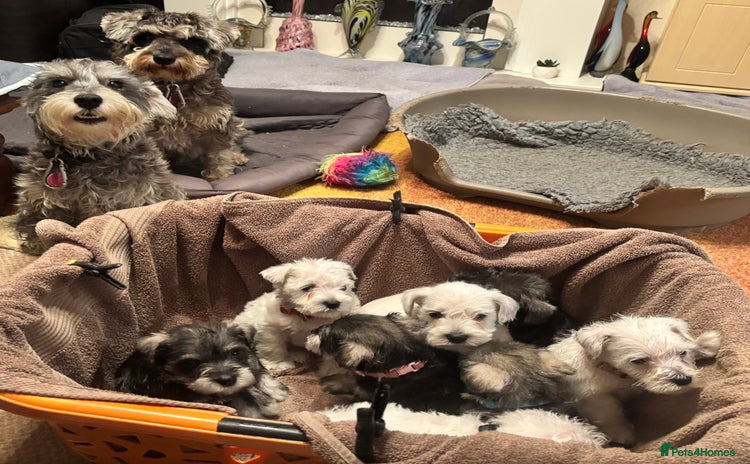 Miniature Schnauzer dogs - Advert 6