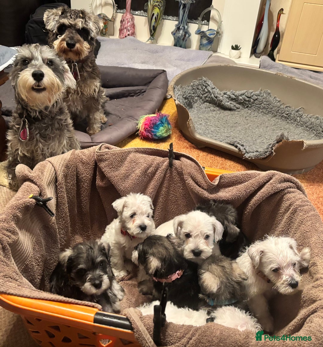 Miniature Schnauzer dogs for sale: Miniature Schnauzer Pups (White & Salt’n’Pepper) - Image 1