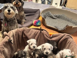 Miniature Schnauzer dogs - Advert 18